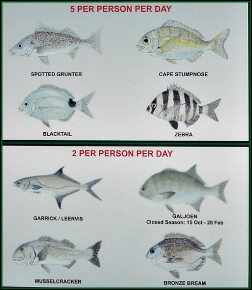 South Africa's National Fish Galjoen are mostly found around rocks