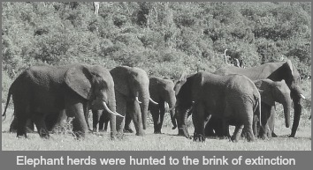 The Knysna Elephants