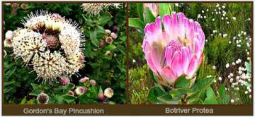 Fynbos Biome -The Garden Route Garden